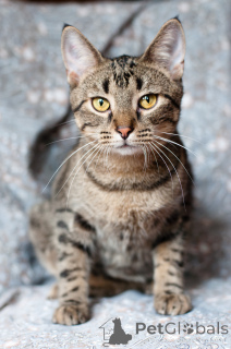 Foto №2 zu Ankündigung № 166166 zu verkaufen  - einkaufen Weißrussland 