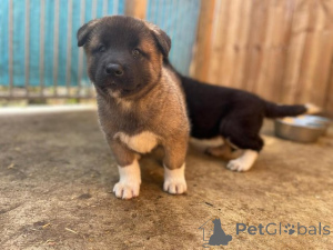 Foto №2 zu Ankündigung № 173377 zu verkaufen akita - einkaufen Malaysia quotient 	ankündigung