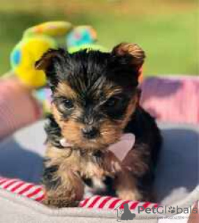 Foto №1. yorkshire terrier - zum Verkauf in der Stadt Торонто | 425€ | Ankündigung № 127952