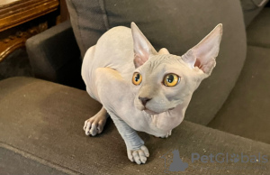 Foto №1. sphynx cat - zum Verkauf in der Stadt Paris | verhandelt | Ankündigung № 133674