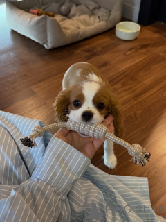 Foto №3. Sanft, süß und voller Liebe Rosies, die kleine Prinzessin, die dein Herz stehlen. Schweiz