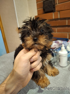 Foto №4. Ich werde verkaufen biewer terrier, yorkshire terrier in der Stadt Helsinki. quotient 	ankündigung, vom kindergarten, züchter - preis - 750€