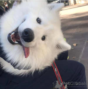 Foto №3. Hund zu verkaufen. Georgien