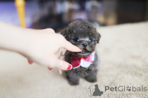 Foto №1. malteser - zum Verkauf in der Stadt Baford | 404€ | Ankündigung № 152464