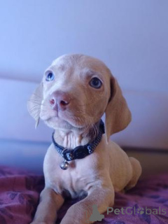 Foto №2 zu Ankündigung № 172222 zu verkaufen weimaraner - einkaufen Laos quotient 	ankündigung