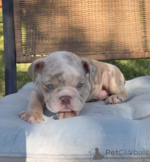 Foto №3. Englische Bulldogge zur Adoption verfügbar. Deutschland