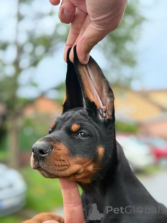 Foto №4. Ich werde verkaufen dobermann in der Stadt Bachka-Palanka.  - preis - verhandelt