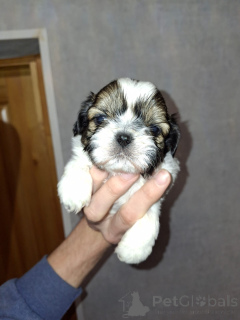 Foto №2 zu Ankündigung № 165359 zu verkaufen lhasa apso, maltipu, pekingese, pommersche spitz, shih tzu - einkaufen Finnland quotient 	ankündigung, vom kindergarten, züchter