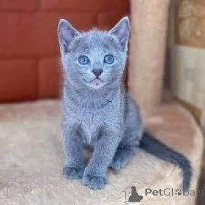 Foto №1. russisch blau - zum Verkauf in der Stadt Bremen | verhandelt | Ankündigung № 136591