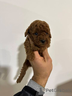 Foto №2 zu Ankündigung № 151072 zu verkaufen pudel (toy) - einkaufen Serbien 