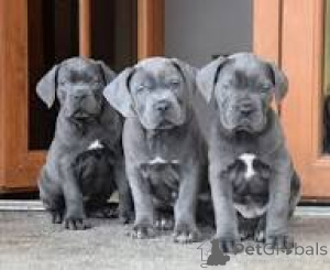 Foto №1. cane corso italiano - zum Verkauf in der Stadt Paris | 1000€ | Ankündigung № 164759