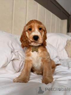 Foto №2 zu Ankündigung № 177755 zu verkaufen amerikanischer cocker spaniel - einkaufen Niederlande quotient 	ankündigung