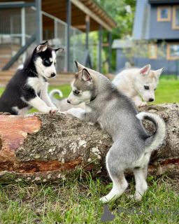 Foto №1. siberian husky - zum Verkauf in der Stadt Paris | verhandelt | Ankündigung № 120023