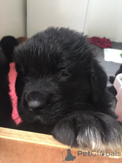 Foto №4. Ich werde verkaufen neufundländer in der Stadt Huy. quotient 	ankündigung, züchter - preis - Frei