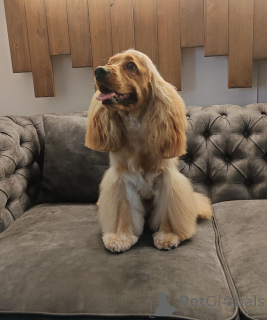 Foto №1. english cocker spaniel - zum Verkauf in der Stadt Londoner Bezirk von Camden | Frei | Ankündigung № 157082