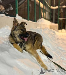 Foto №3. Das liebevolle Mädchen Alisa sucht ihre Eltern!. Russische Föderation