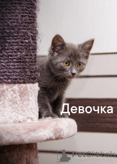 Foto №1. hauskatze - zum Verkauf in der Stadt Obninsk | Frei | Ankündigung № 150194