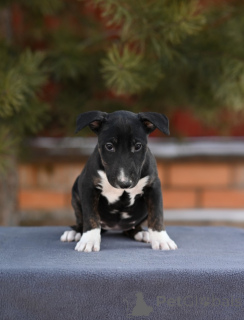 Foto №1. mischlingshund - zum Verkauf in der Stadt Москва | verhandelt | Ankündigung № 135394