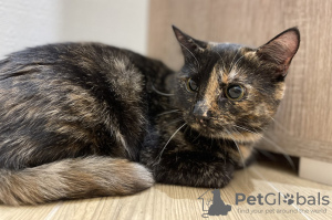 Zusätzliche Fotos: Die wundervolle junge Katze Cinnamon sucht ein Zuhause und eine liebevolle