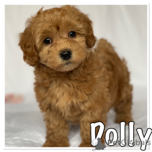 Foto №1. havaneser - zum Verkauf in der Stadt Couvin | 500€ | Ankündigung № 159433