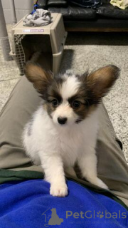 Foto №1. papillon - zum Verkauf in der Stadt Dornbirn | 350€ | Ankündigung № 170152