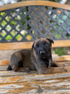 Zusätzliche Fotos: Belgische Schäferhundwelpen