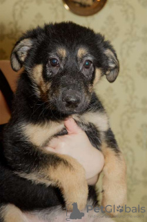Foto №2 zu Ankündigung № 42083 zu verkaufen deutscher schäferhund - einkaufen Russische Föderation quotient 	ankündigung