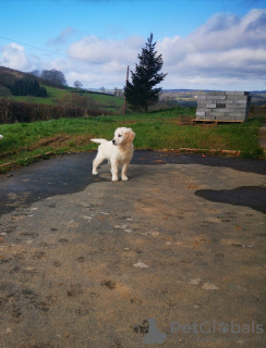 Foto №3. Schöne Golden Retriever Welpen mit Stammbaum zu verkaufen. Deutschland