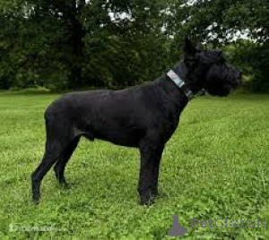 Foto №2 zu Ankündigung № 172781 zu verkaufen schnauzer - einkaufen Belgien 