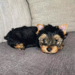 Foto №2 zu Ankündigung № 163016 zu verkaufen yorkshire terrier - einkaufen Deutschland quotient 	ankündigung, aus dem tierheim