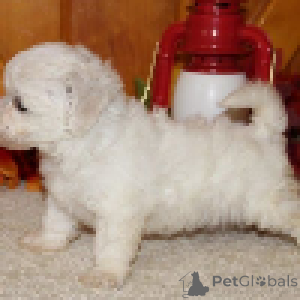 Foto №3. Bichon Frise Welpen. Belgien
