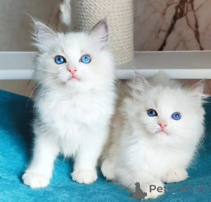 Foto №1. ragdoll-katze - zum Verkauf in der Stadt Porto | verhandelt | Ankündigung № 176999