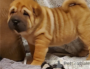 Foto №1. shar-pei - zum Verkauf in der Stadt Tiflis | verhandelt | Ankündigung № 174932