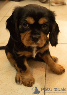 Foto №1. cavalier king charles spaniel - zum Verkauf in der Stadt Jerusalem | 1798€ | Ankündigung № 44402