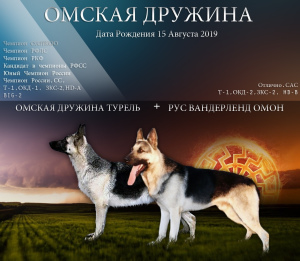 Foto №1. osteuropäischer schäferhund - zum Verkauf in der Stadt Omsk | 225€ | Ankündigung № 5056
