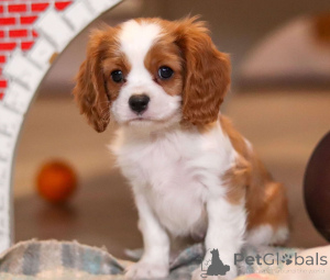 Foto №3. Schöne und gesunde Cavalier King Charles Spaniel Welpen. Finnland