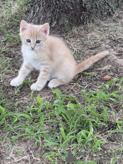 Foto №4. Ich werde verkaufen maine-coon-katze in der Stadt 665 Standort Colonia.  - preis - 64€