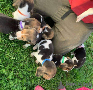 Foto №2 zu Ankündigung № 131276 zu verkaufen  - einkaufen Norwegen 