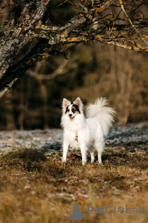 Foto №2 zu Ankündigung № 97847 zu verkaufen mischlingshund - einkaufen Russische Föderation aus dem tierheim