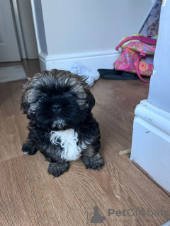 Foto №4. Ich werde verkaufen shih tzu in der Stadt West Bromwich. quotient 	ankündigung - preis - 852€