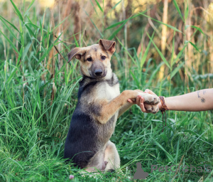 Foto №2 zu Ankündigung № 120298 zu verkaufen mischlingshund - einkaufen Russische Föderation 