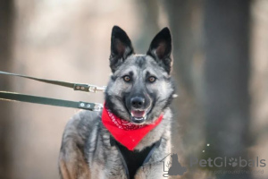 Foto №2 zu Ankündigung № 32793 zu verkaufen mischlingshund - einkaufen Russische Föderation quotient 	ankündigung