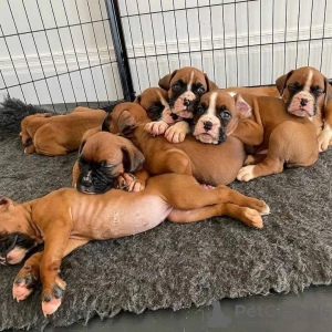 Foto №2 zu Ankündigung № 130478 zu verkaufen deutscher boxer - einkaufen Frankreich 