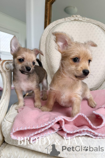 Foto №1. mischlingshund - zum Verkauf in der Stadt Warnambool | 691€ | Ankündigung № 151220