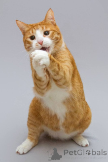 Foto №2 zu Ankündigung № 164498 zu verkaufen  - einkaufen Russische Föderation aus dem tierheim