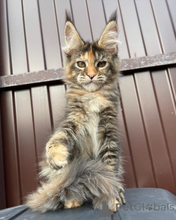 Foto №2 zu Ankündigung № 167776 zu verkaufen maine-coon-katze - einkaufen Deutschland quotient 	ankündigung