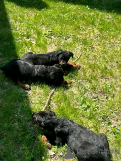 Foto №4. Ich werde verkaufen  in der Stadt Colorado Springs. züchter - preis - 1063€