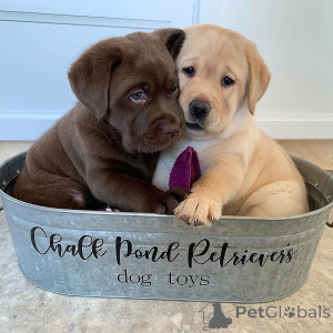 Foto №1. labrador retriever - zum Verkauf in der Stadt Arrondissement de Paris | verhandelt | Ankündigung № 165612