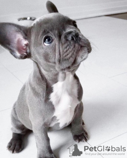 Foto №2 zu Ankündigung № 113083 zu verkaufen französische bulldogge - einkaufen Deutschland quotient 	ankündigung