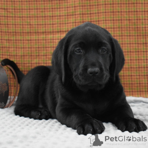 Foto №2 zu Ankündigung № 156358 zu verkaufen labrador retriever - einkaufen Großbritannien quotient 	ankündigung